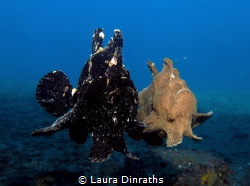 Frogfish dance by Laura Dinraths 